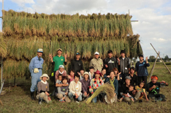 今年も豊作。稲架の稲穂に大満足。