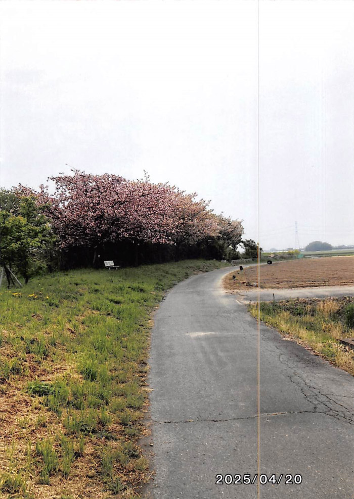明戸櫻の会：桜植樹地内の定例の除草作業