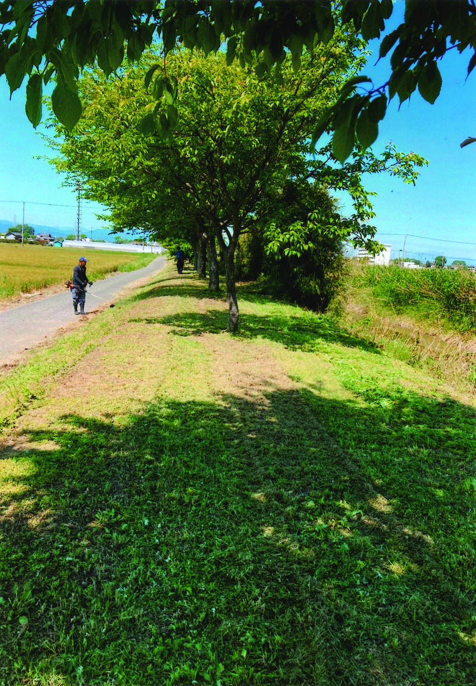 明戸櫻の会：桜植樹地内の定例の除草作業