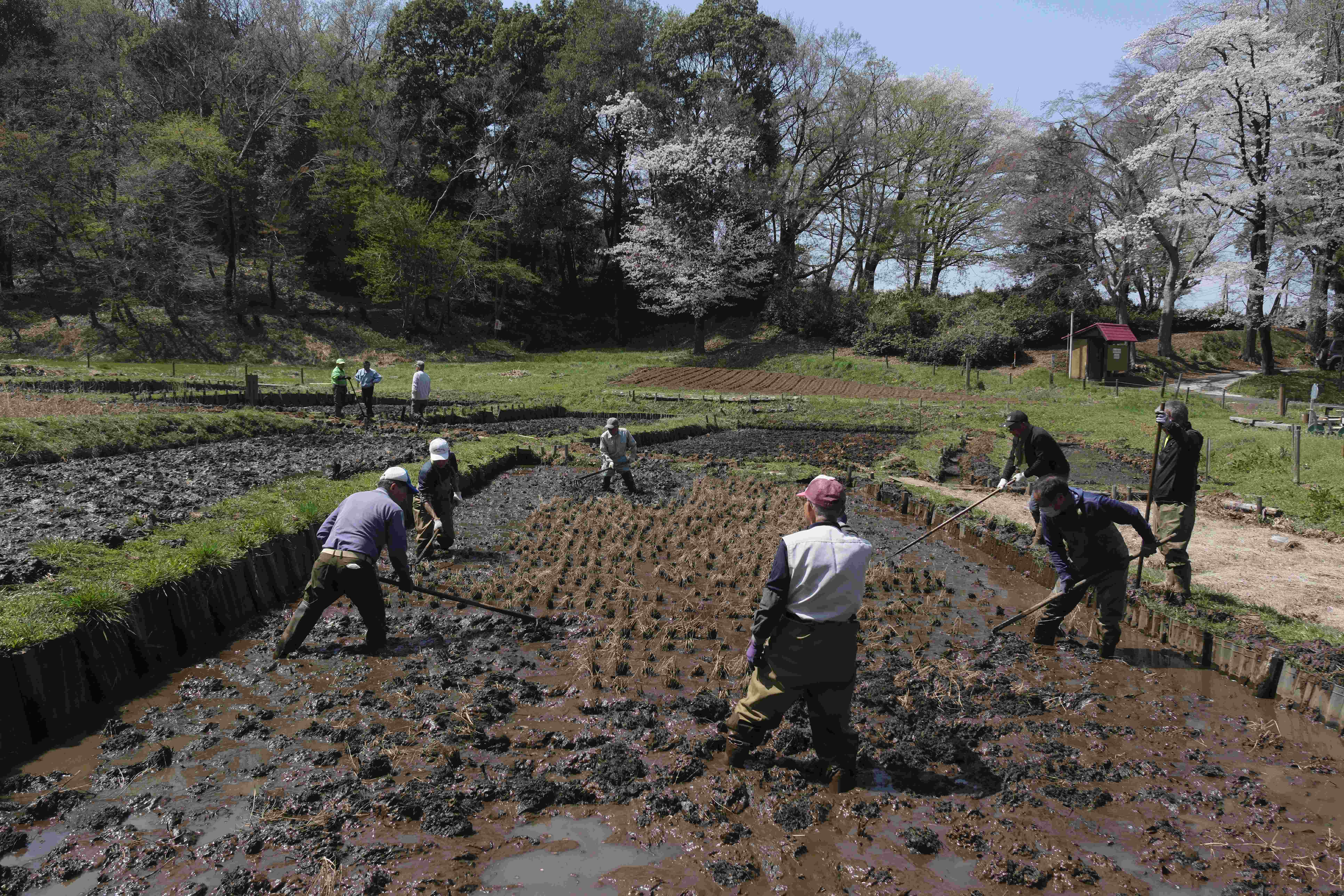 糀谷八幡湿地保存会：田んぼでの荒起こし作業風景