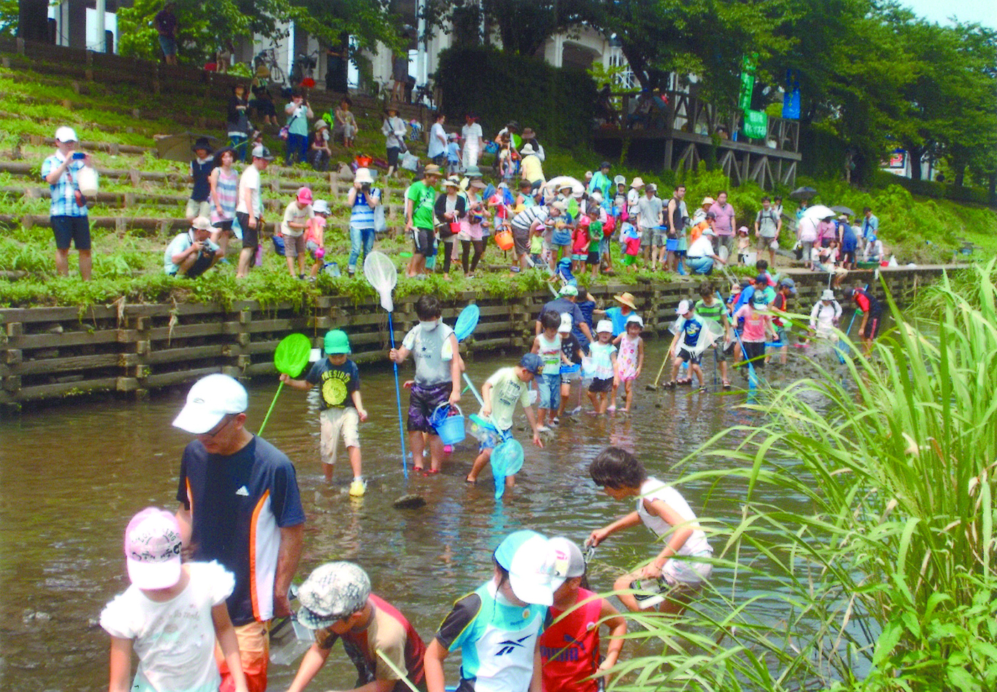 笹目川の環境を守る会：笹目川の生きもの調査