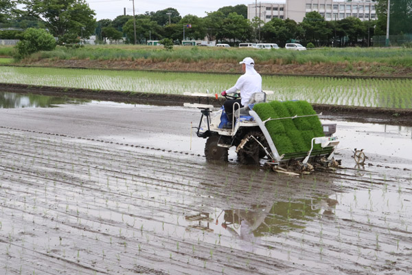 田植え